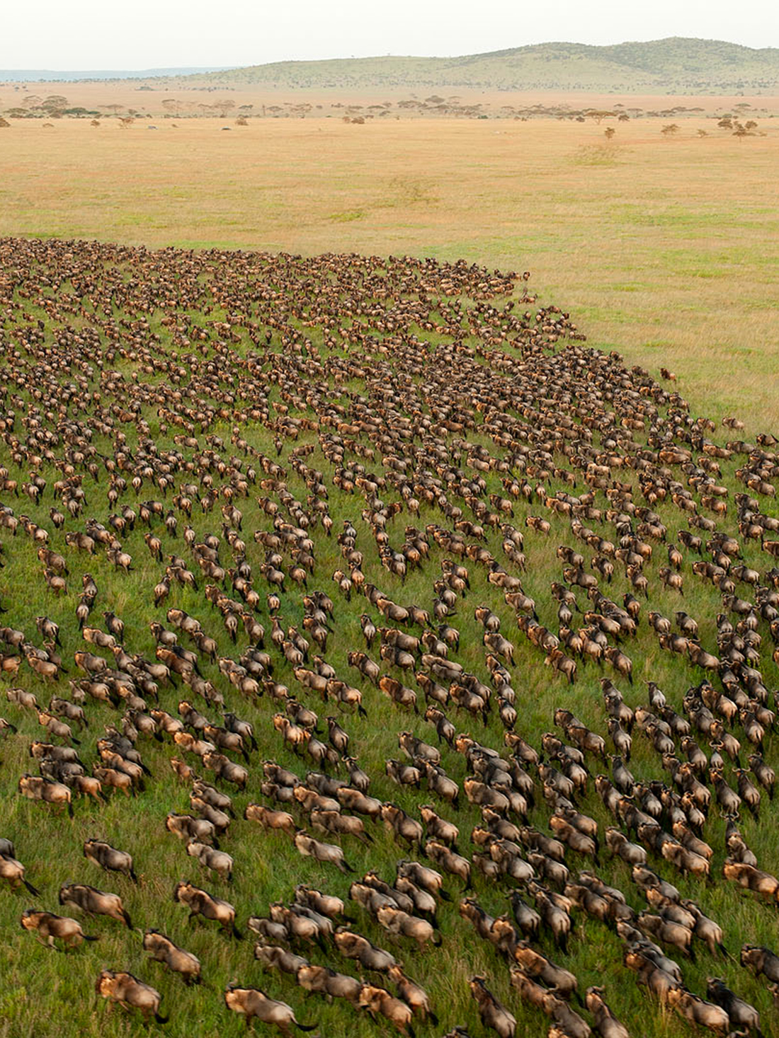 Hifadhi ya Serengeti